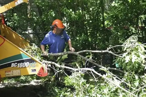 tree services Laurie